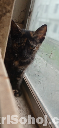 Parisian cat mixed breed